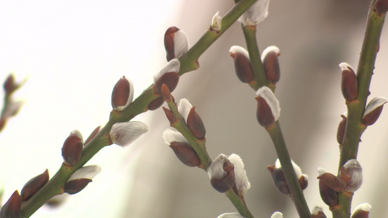    телеканал "Санкт-Петербург" / АО "ГАТР"