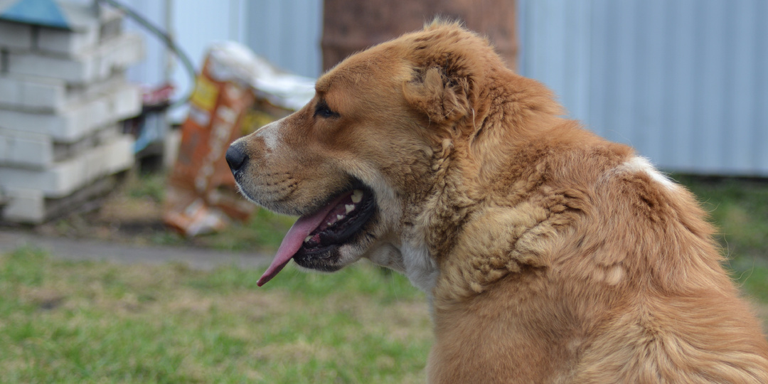 Пожелайте Розе здоровья!