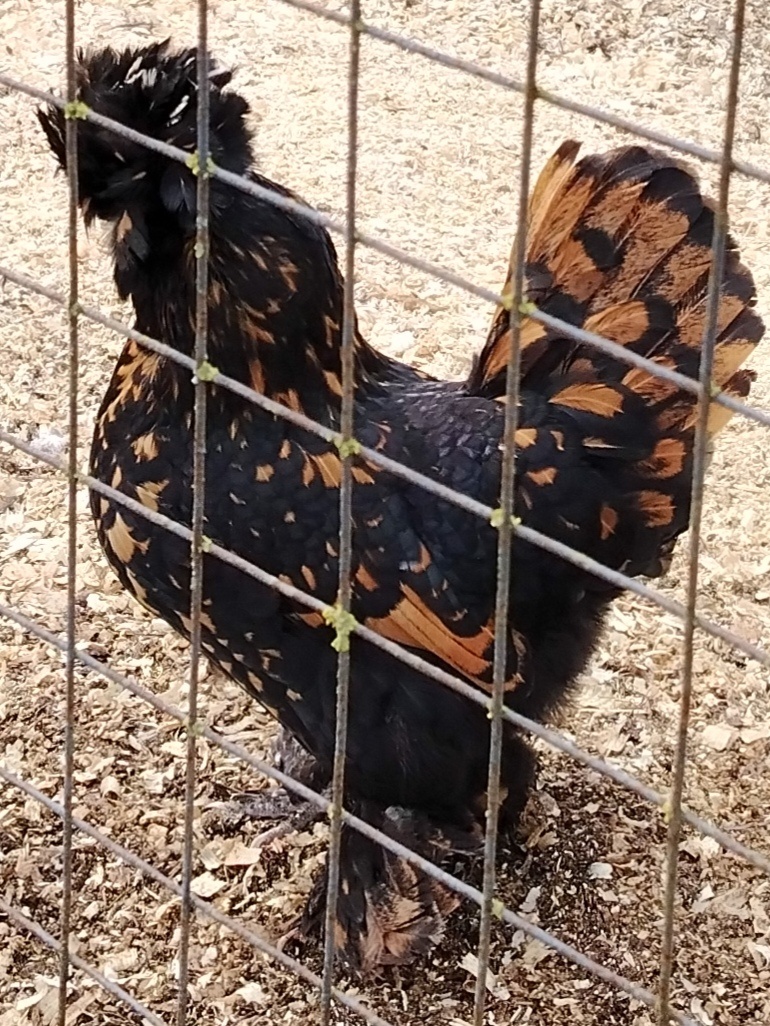 Павловское золото.