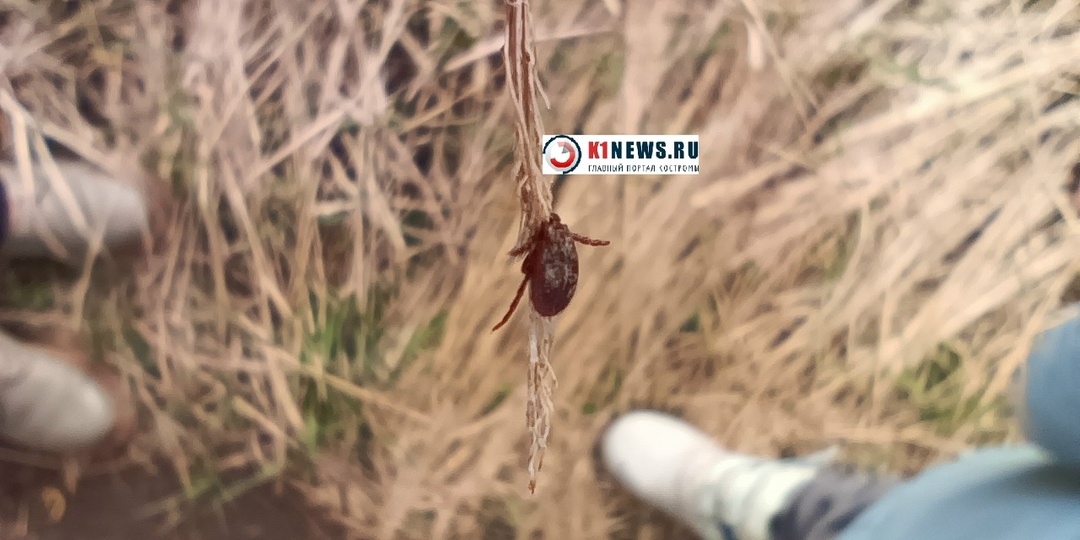 Костромичей призвали защищаться от клещей во время отдыха на природе