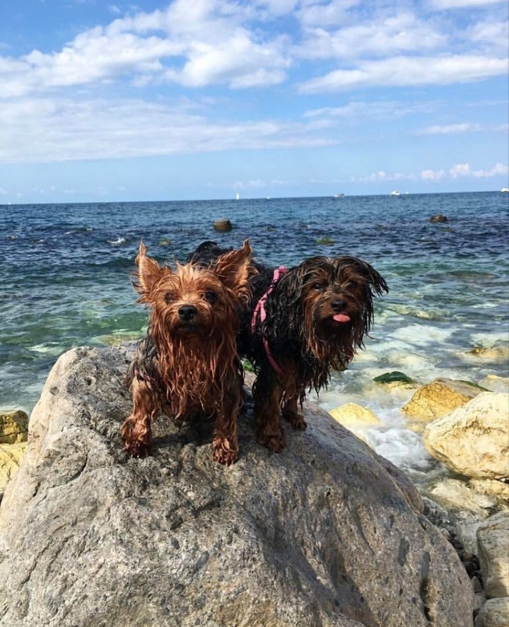 Пушистый дуэт на фоне бесконечности. 