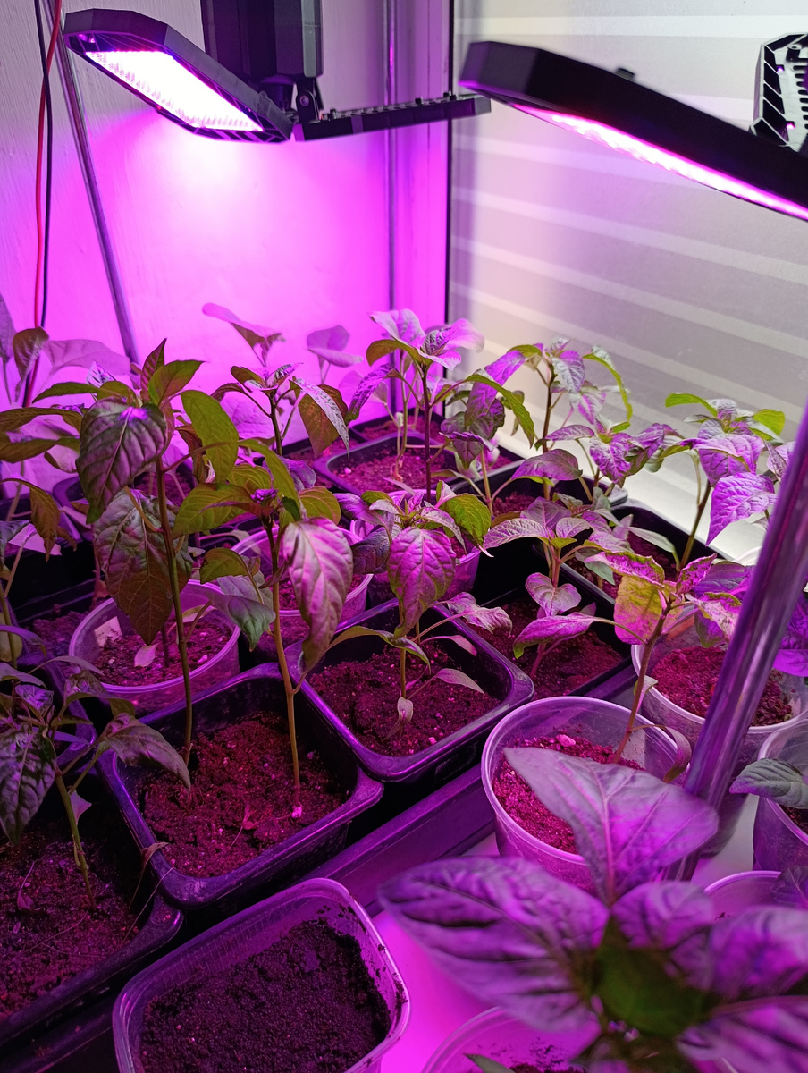 Пока тут на окне сидят перец и баклажаны.