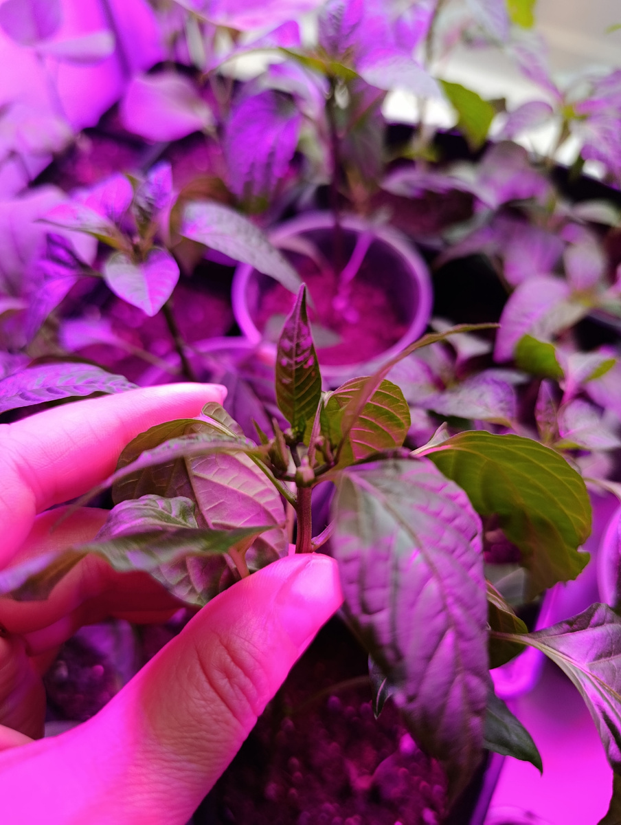 Перец хочет цвести.