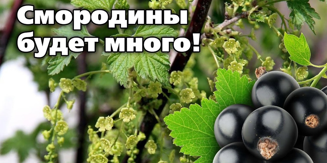 Как ухаживать за смородиной в апреле, поливы, подкормки, обработки