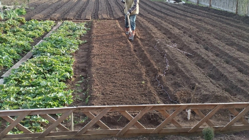 Секретное оружие против бурьяна: никакой химии и изнуряющей прополки сорняков - огород идеально чист