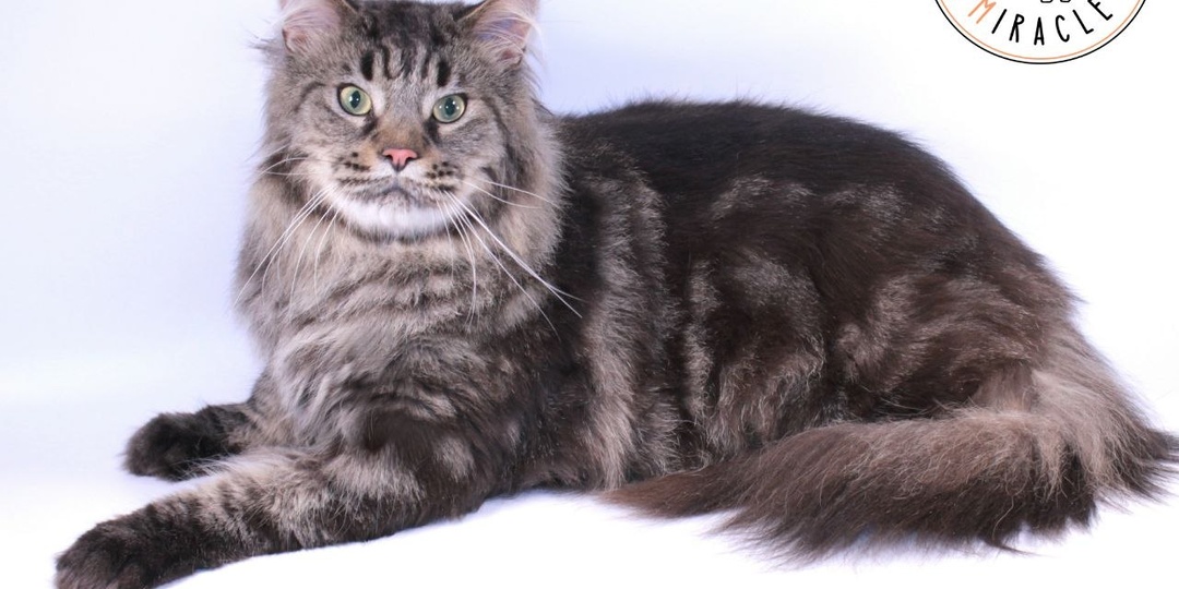 🔔Дзинь-дзинь! Не поверите, Сегодня — День звона бубенцовна на кошачьих ошейниках