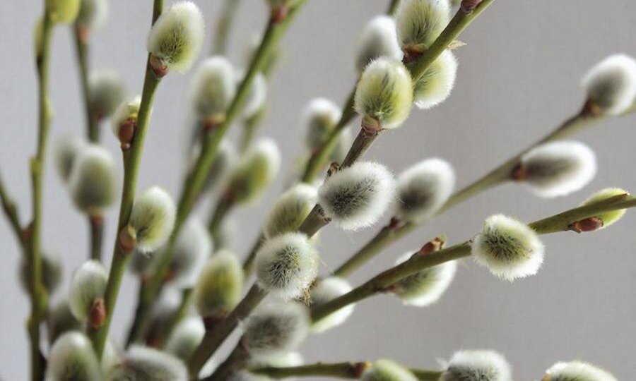 Циклон обрушит на Курскую область заморозки и снег