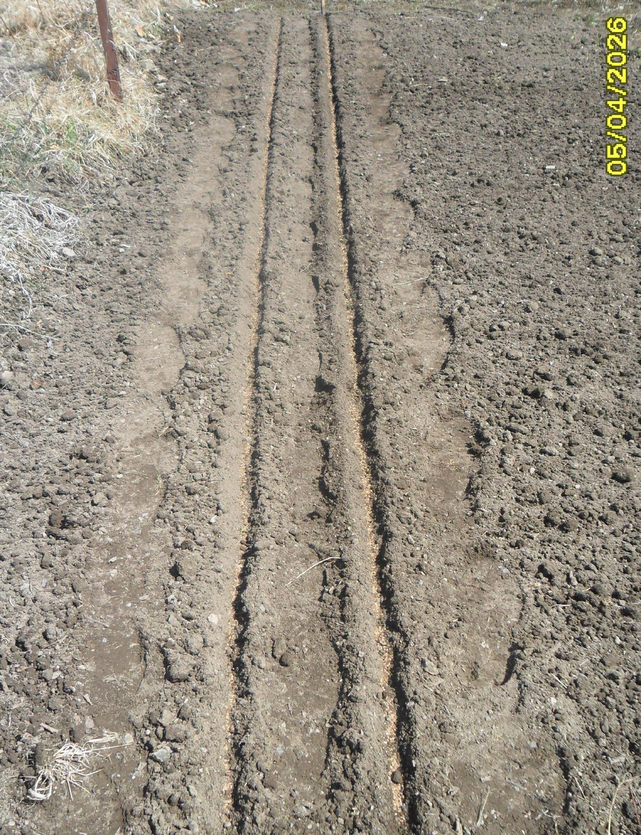 Посадка укропа