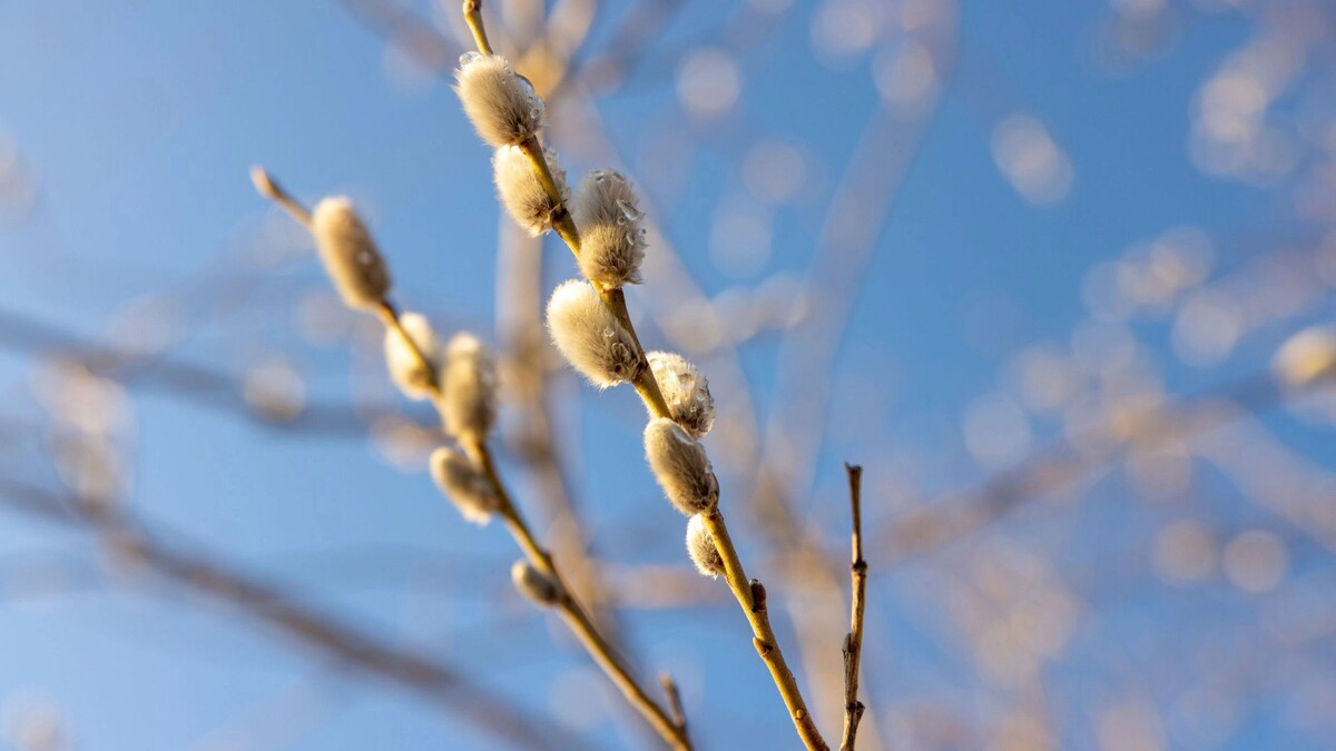    Фото: Федор Воронов/«Ямал-Медиа»