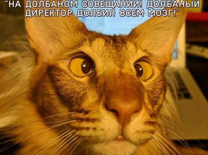 Забавные мемы с котиками