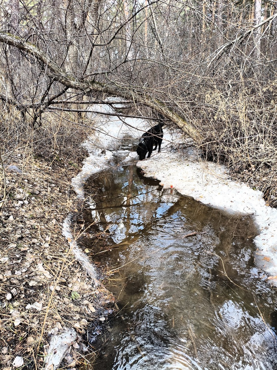 Тает снег, бегут ручьи...эй, ребята, а вы чьи?