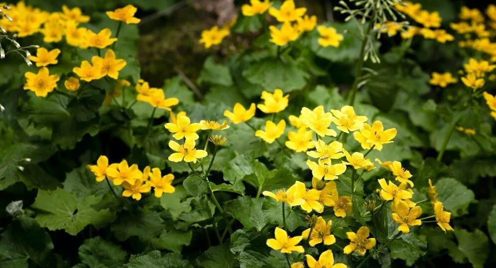 Чистотел на участке: живой индикатор проблем, которые нельзя игнорировать