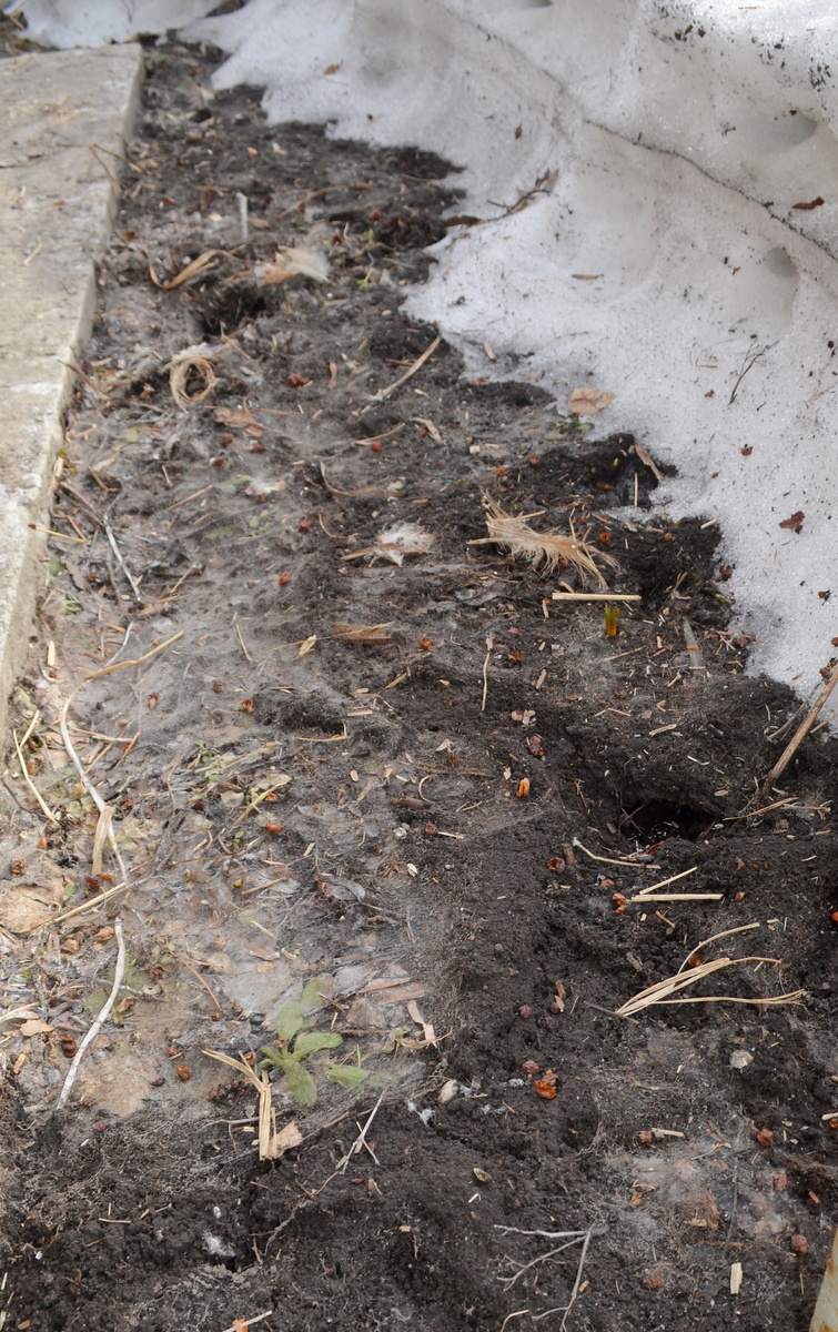 Мышиные ходы по безвременнику. И, похоже, птичку кто-то съел - везде перышки лежат.