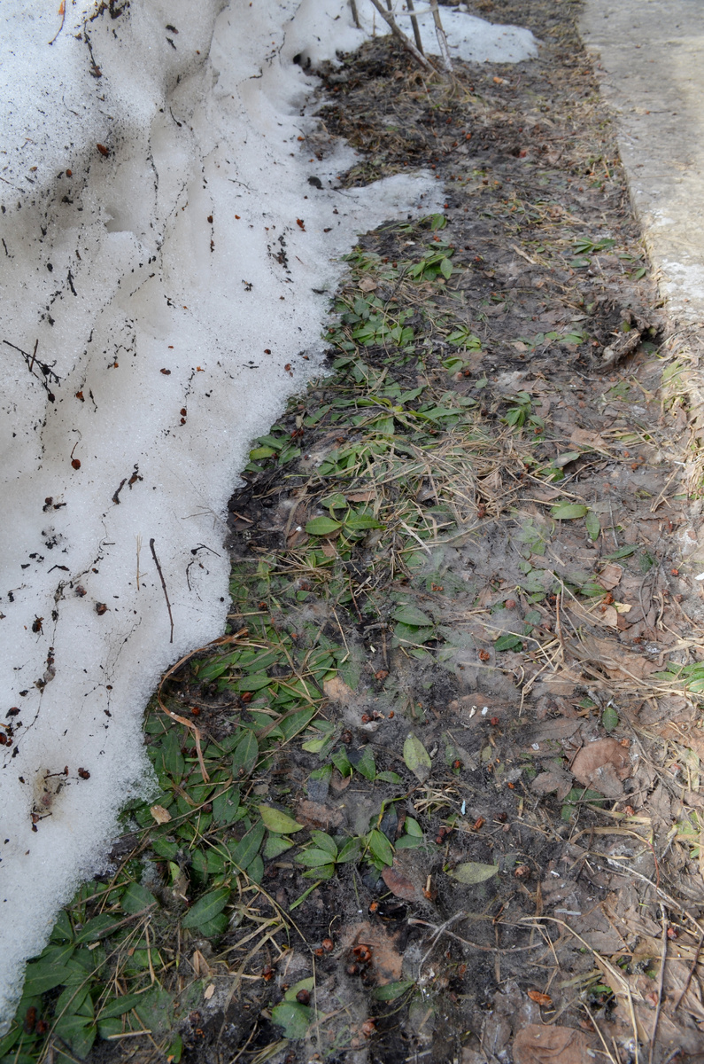 Барвинок не тронули)