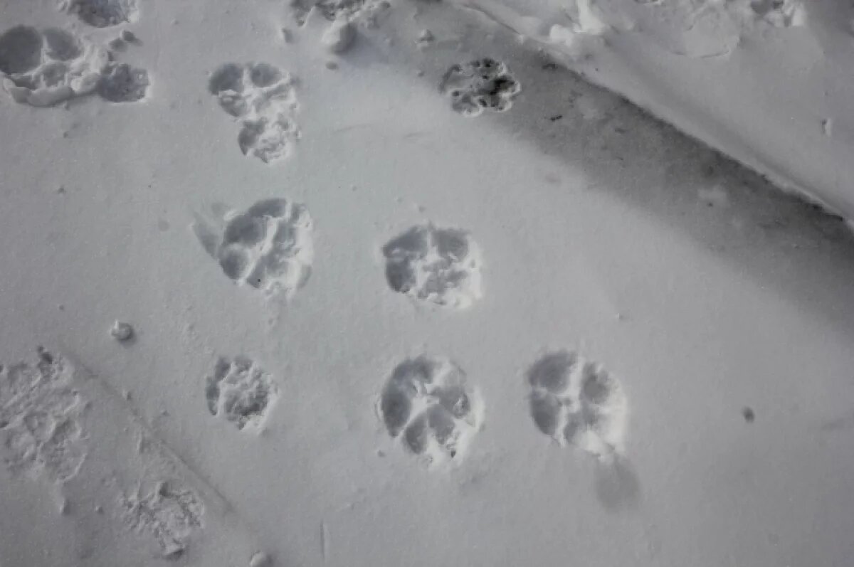    Небольшой снег ожидается в Забайкалье 6 апреля