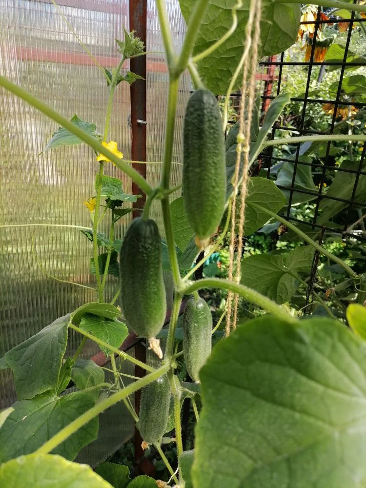 Огурец Капитошка, фото автора
