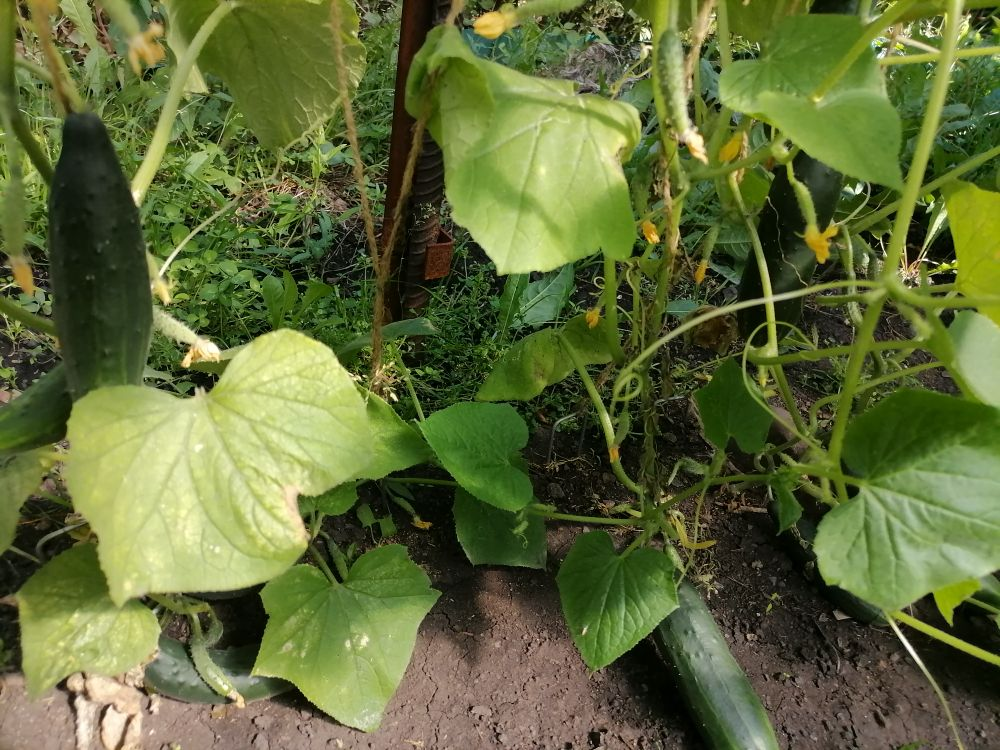 Городский огурчик, основание куста, фото автора