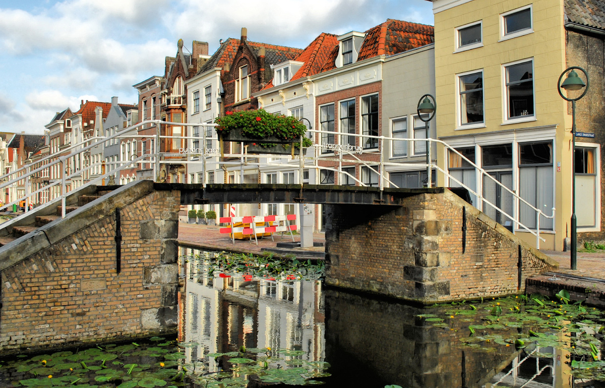 Уток и лебедей можно кормить прямо из окон