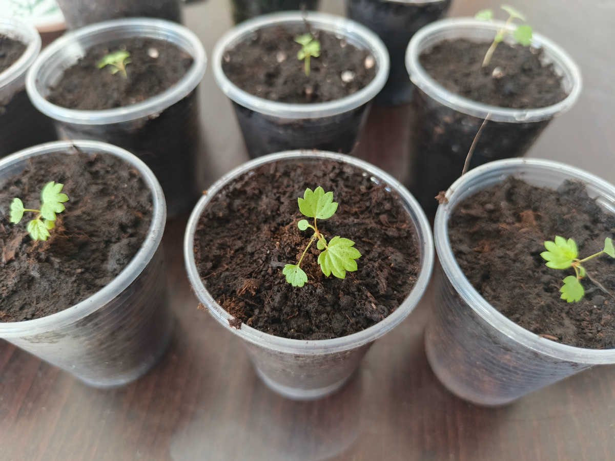 Земляника садовая "Желтое чудо". Ремонтантный сорт желтой земляники. Не дает усов.