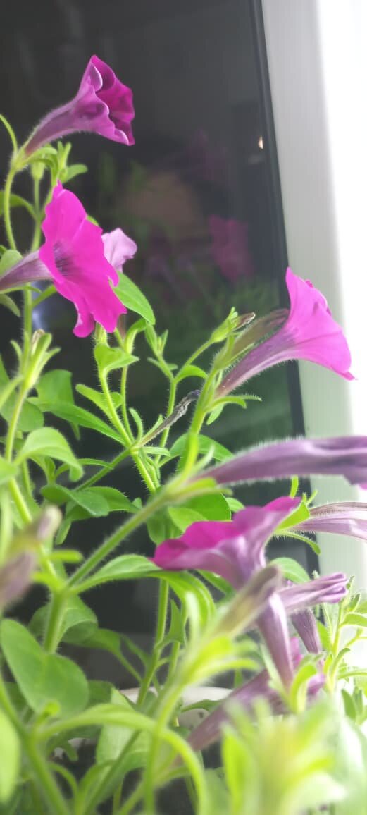 Джоконда от Люсеньки 🥰