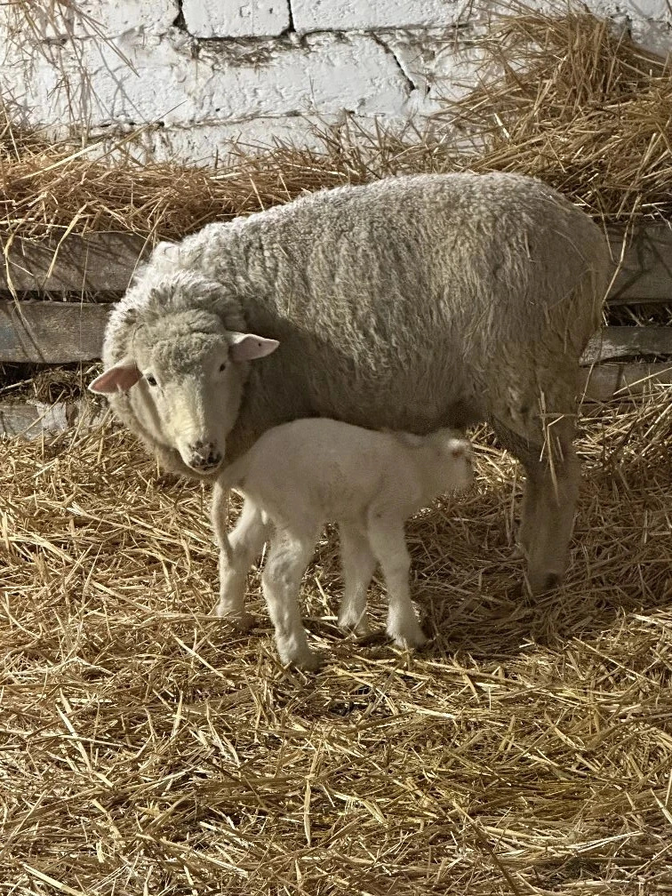   Фото: администрация Степновского округа Сергей Иванов