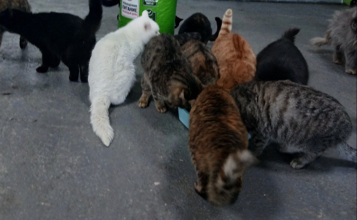 Кошечки Теремка за трапезой