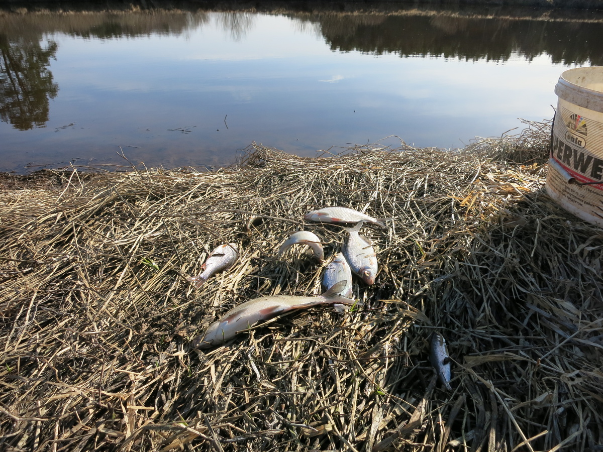 Первые рыбёхи...
