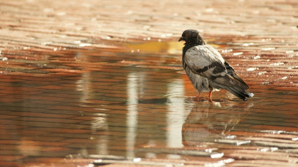    Погода, дождь. Птица. Источник: unsplash.com