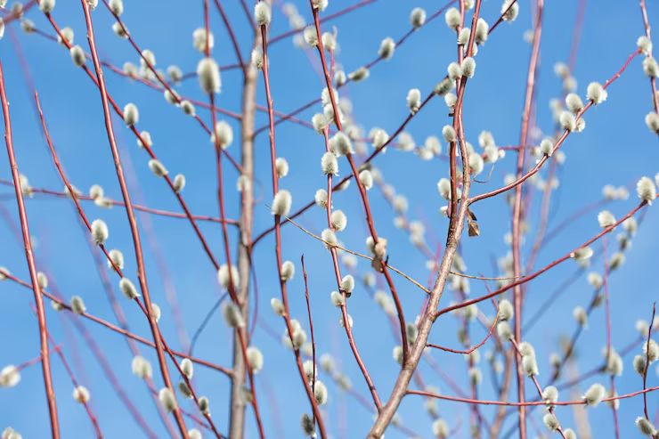 СТИХОТВОРЕНИЕ ДНЯ