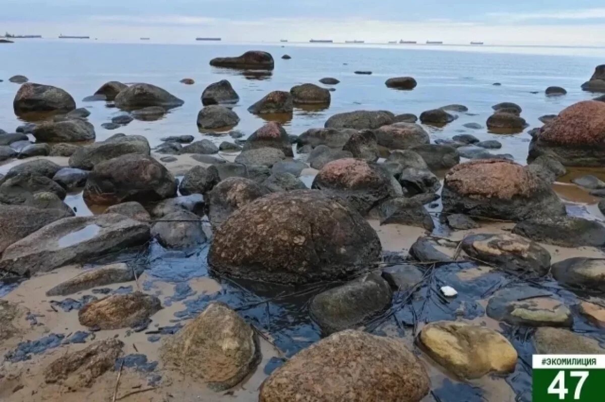    Эконадзор проводит проверку по факту загрязнения берега Финского залива