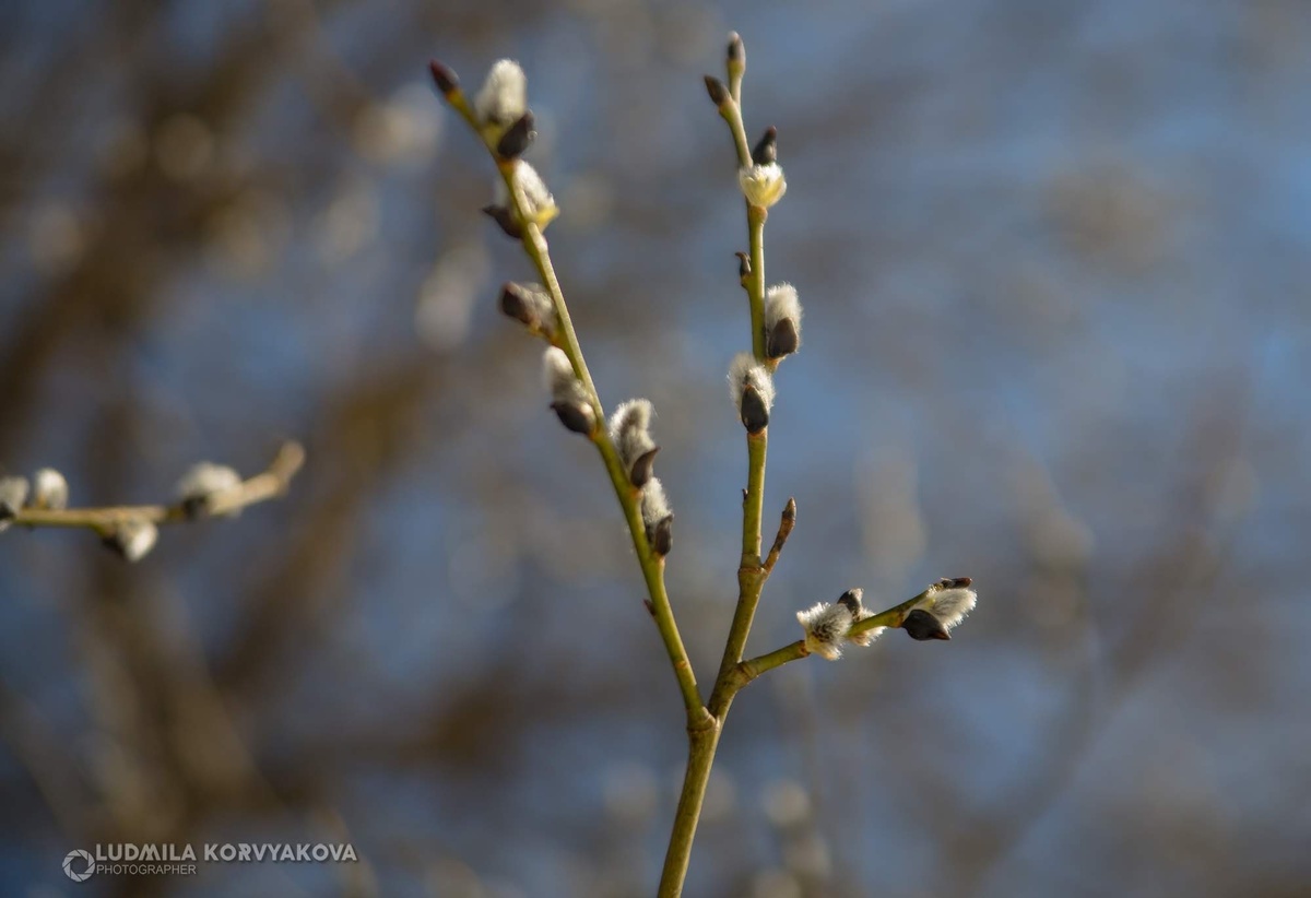    фото: © Людмила Корвякова, "Столица на Онего"