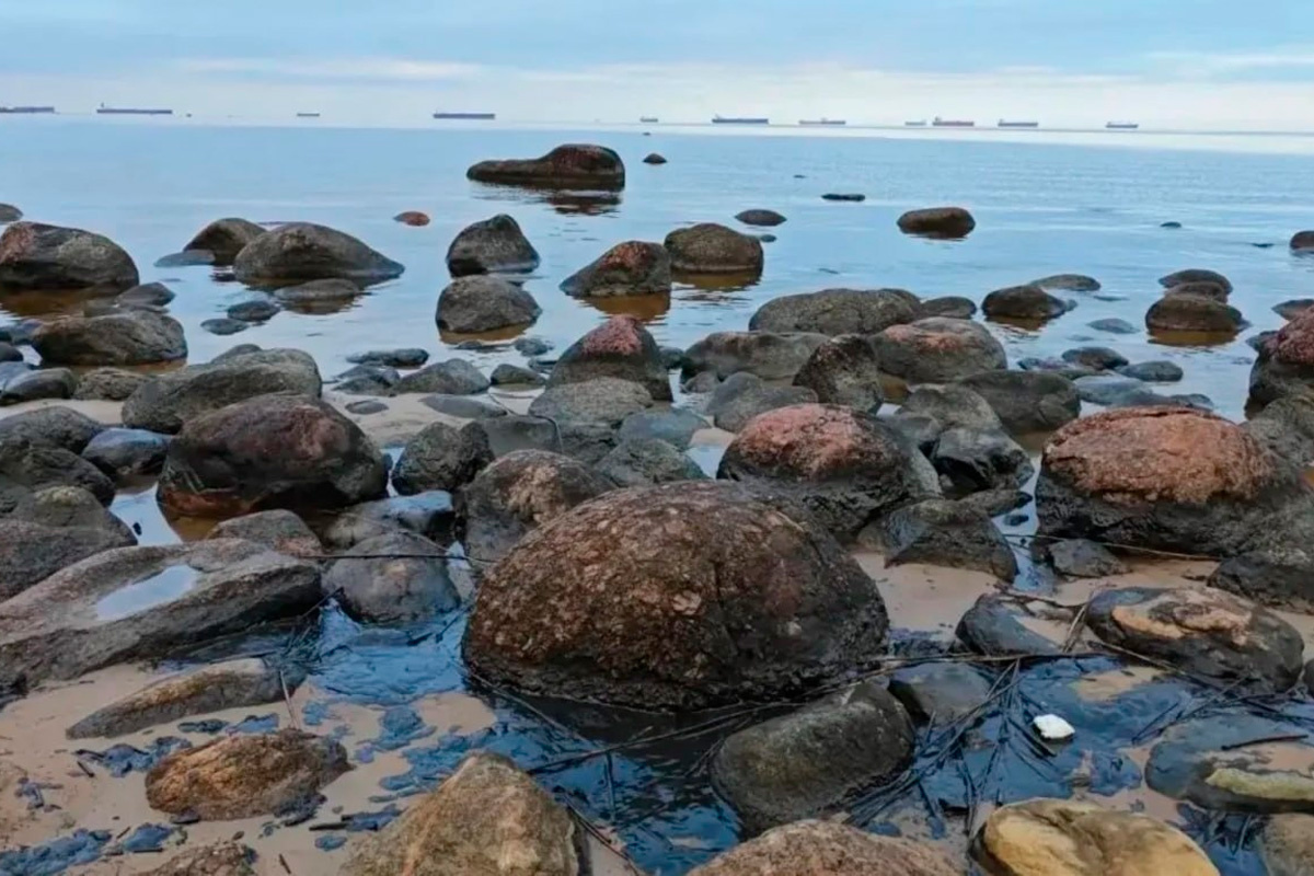    Фото: Комитет государственного экологического надзора Ленобласти