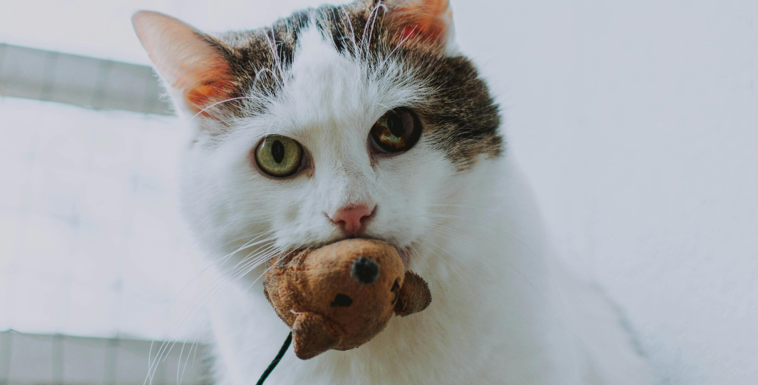 Почему кошка приносит мертвых мышей?