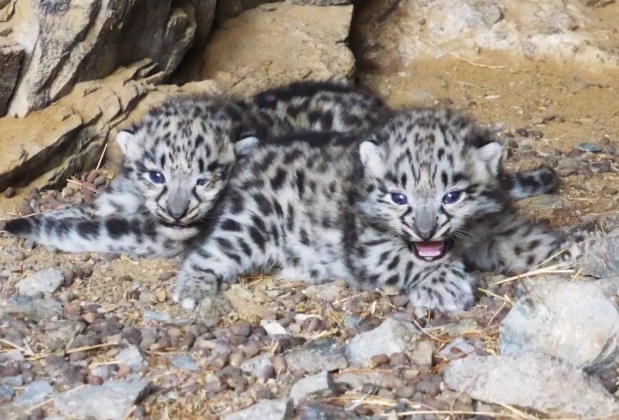 Тайна в скалах: как рождаются ирбисы
