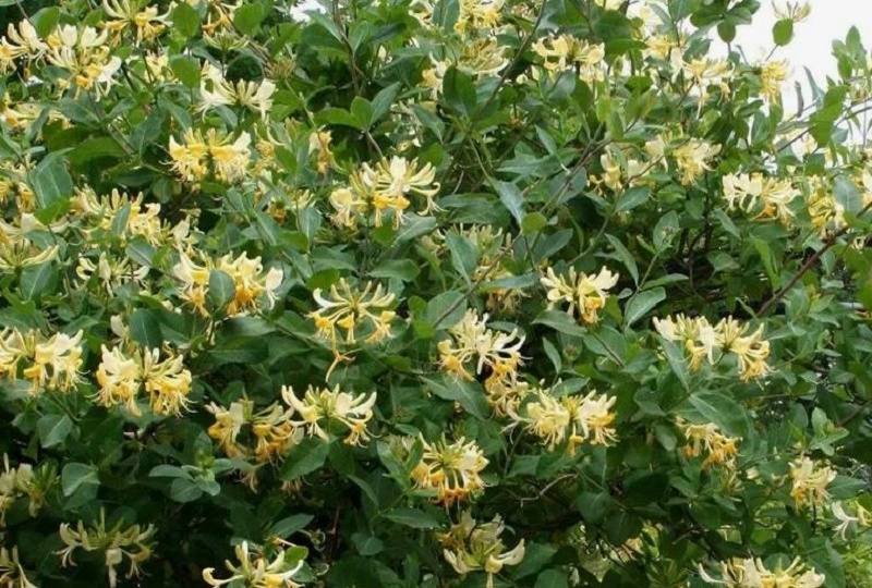 Жимолость цветет первой: чем её подкормить и как защитить, чтобы ягоды были сладкими и крупными