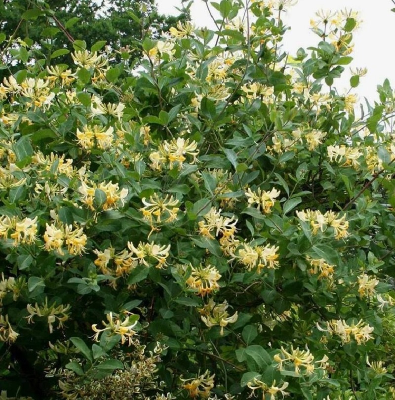 Жимолость просыпается одной из первых. 