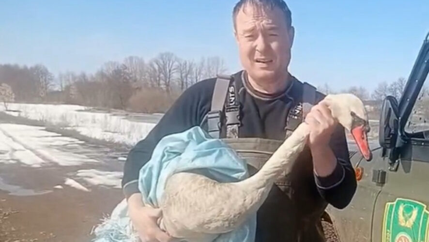 В Азнакаевском районе спасли уставшего краснокнижного лебедя