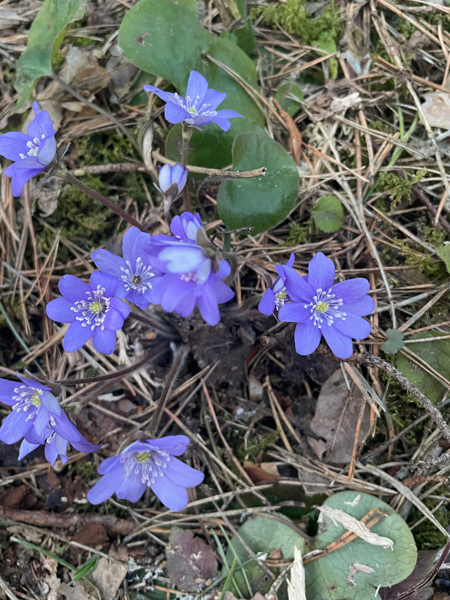 Вестники весны. Фото автора.
