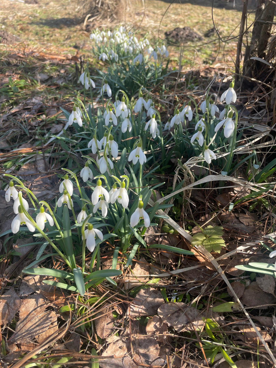 Вестники весны. Фото автора.