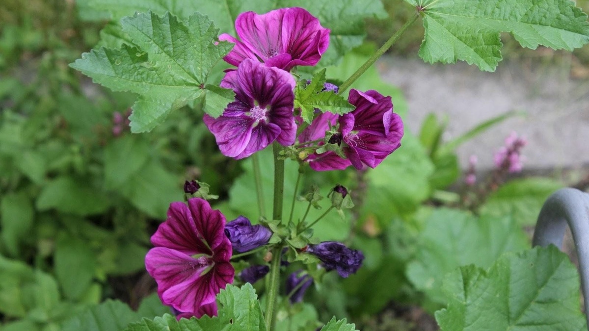 просвирник