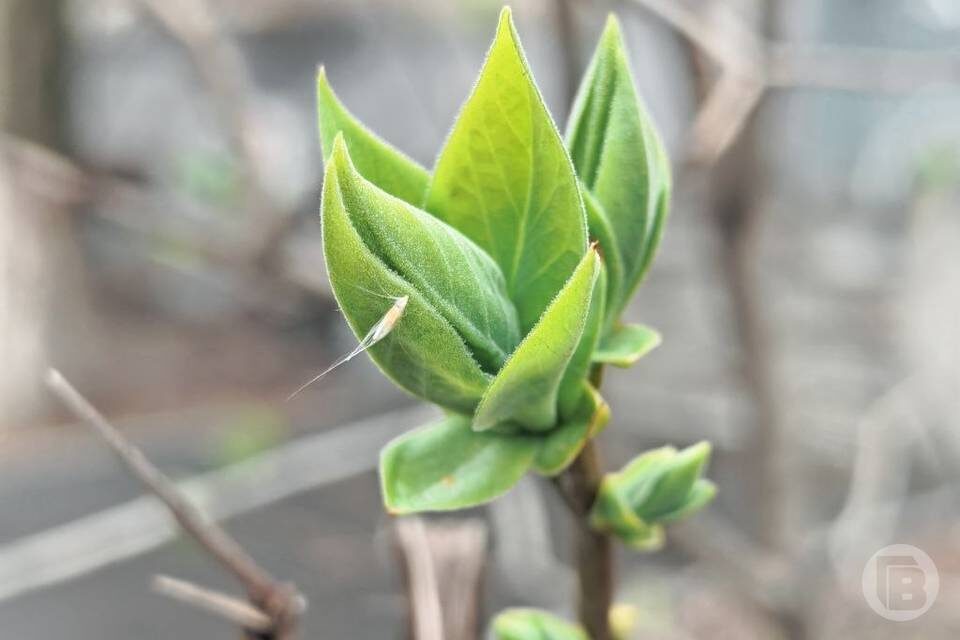    Фото: "Городские вести"