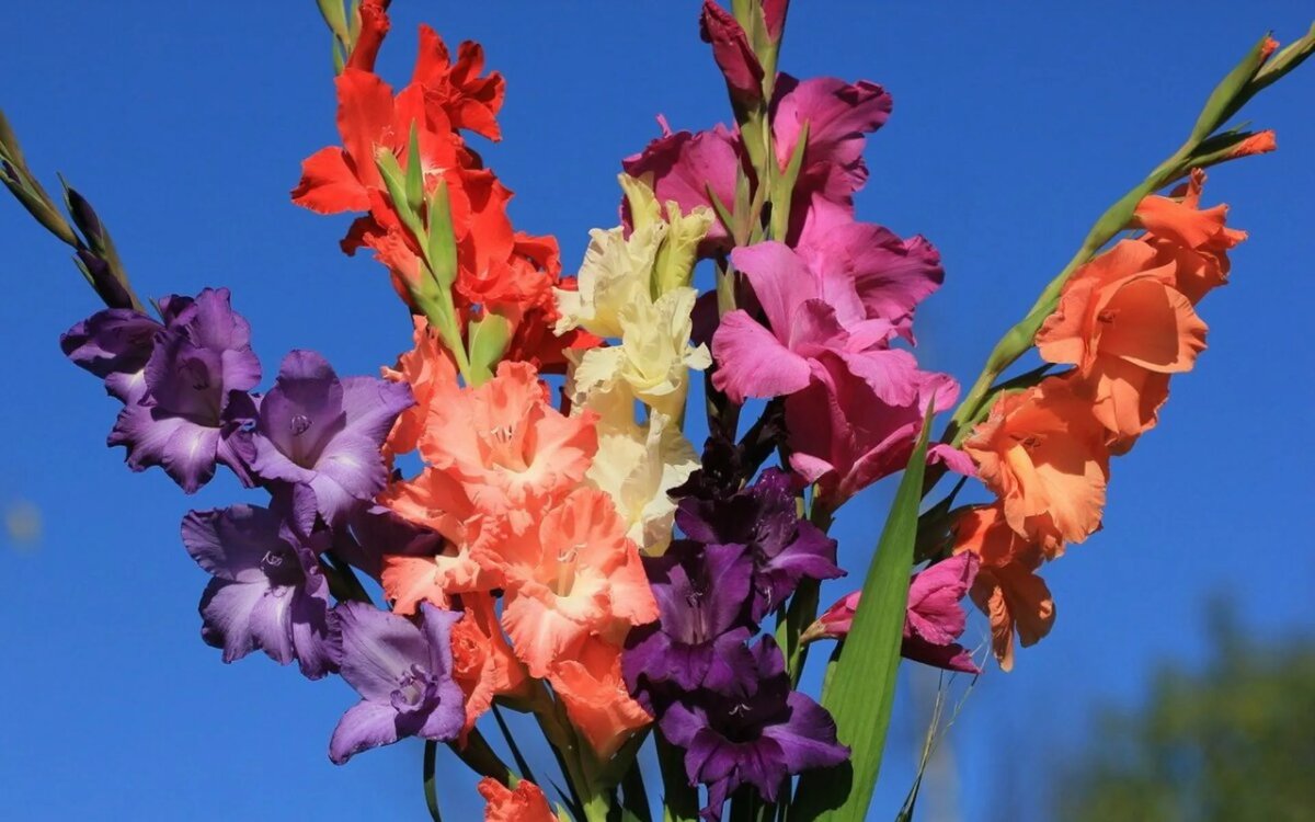Гладиолусы