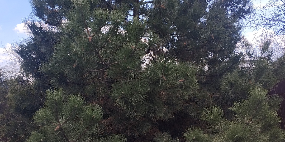 Апрель! Как дела на участке! Фотоотчёт