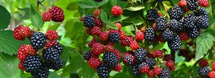 Ежевика отблагодарит крупными, вкусными ягодами только при должном уходе. 