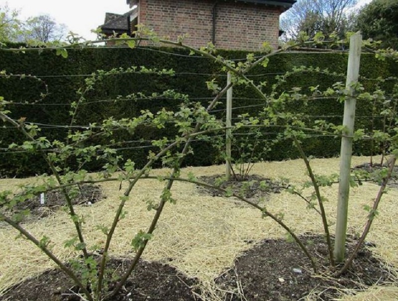 Для хорошего урожая нужна шпалера и формировка куста. 