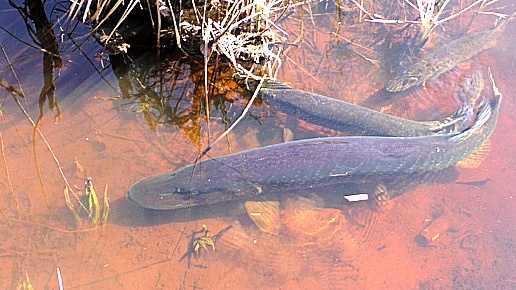 Когда начинается нерест у щуки и как это происходит?