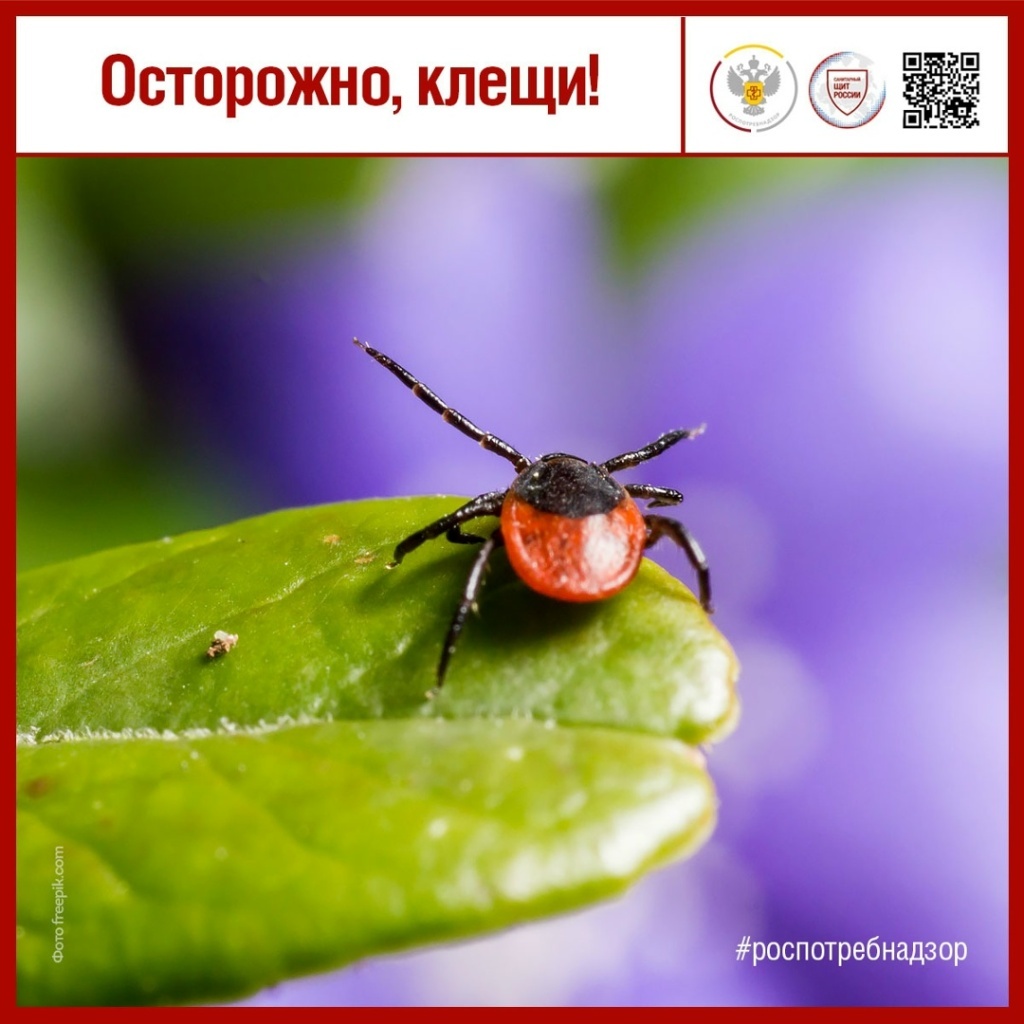 Клещи озверели! За неделю 16 покусанных