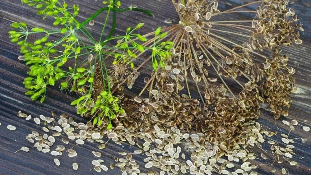 Семена укропа