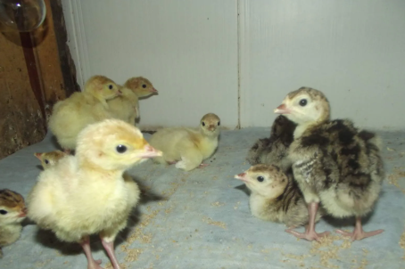 Индюшата не допускай этих ошибок при выращивании. Совет от бывалого птицевода