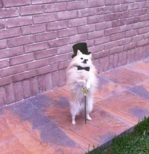 аристократ? читайте дальше 👇